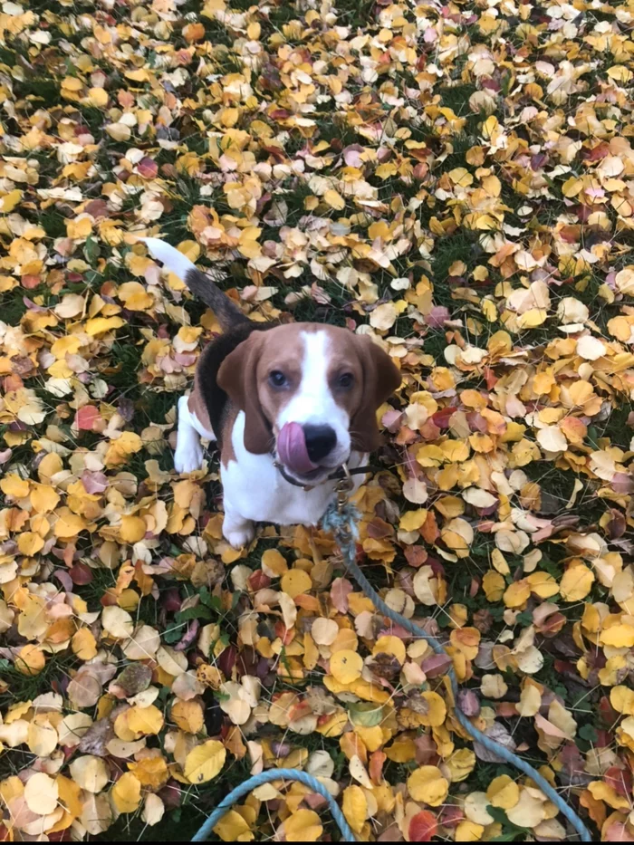 Autumn time, ear charm - My, Dog, Beagle, Autumn, Leaves