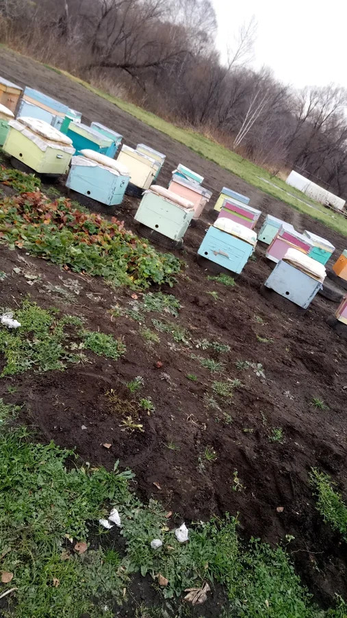 Winter has begun. Everyday life of a beekeeper - My, Bees, Beekeeping, Winter, Animals, Nature, Longpost