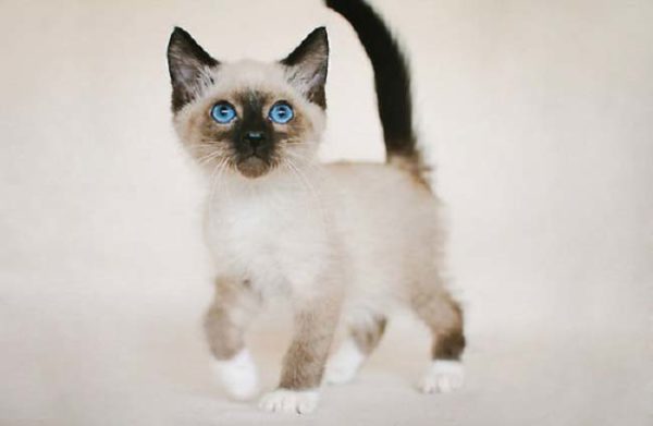 ���� ��� - �������� �� ������...