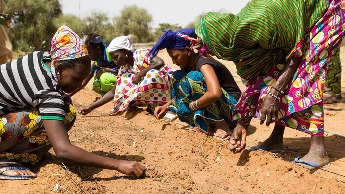 More than 20 countries are building a Great Green Wall - Africa, Ecology, Longpost, great green wall