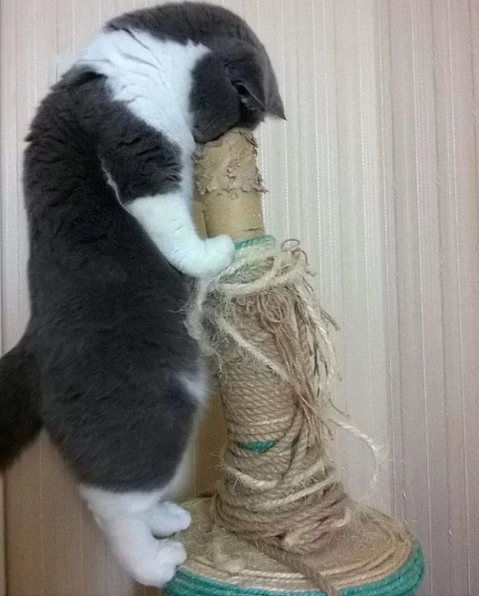 Scratching post you say... - Humor, From the network, cat, Pets, Toys, Scratching post