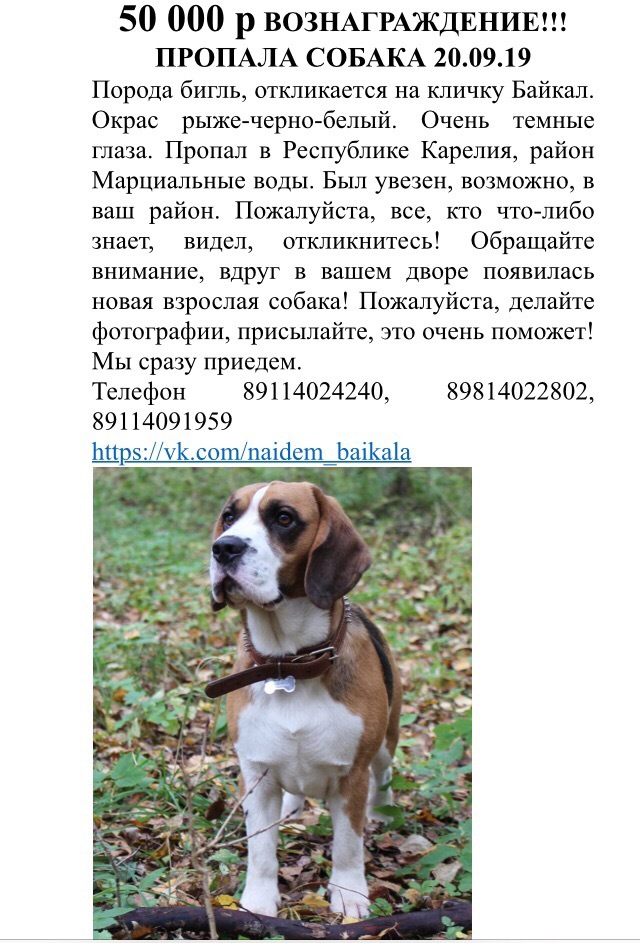 Объявление о продаже щенка образец