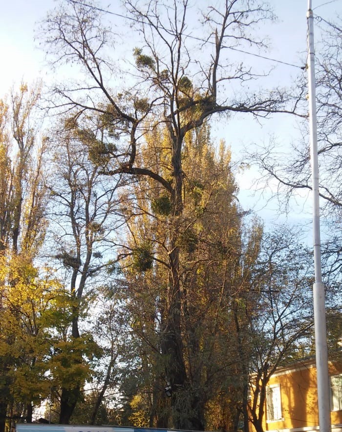 Commission for the Protection of Green Spaces... Are you sure you protect them? - My, Stavropol region, Tree, Sawing wood, Longpost