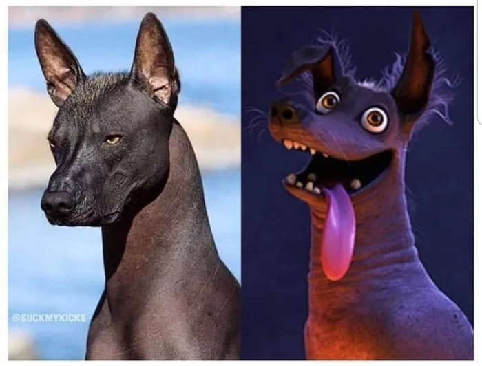 How people see me when they first get to know me vs how they see me when they get to know me better - First impression, Dog, Images, friendship, The Mystery of Coco, Xoloitzcuintli