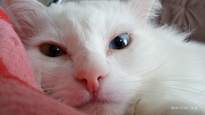 Котопортрет