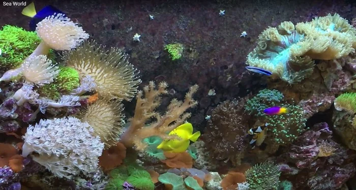 Sea reef world online.. - My, Aquarium, Marine Aquarium, Nature, Coral, Video, , Coral reef