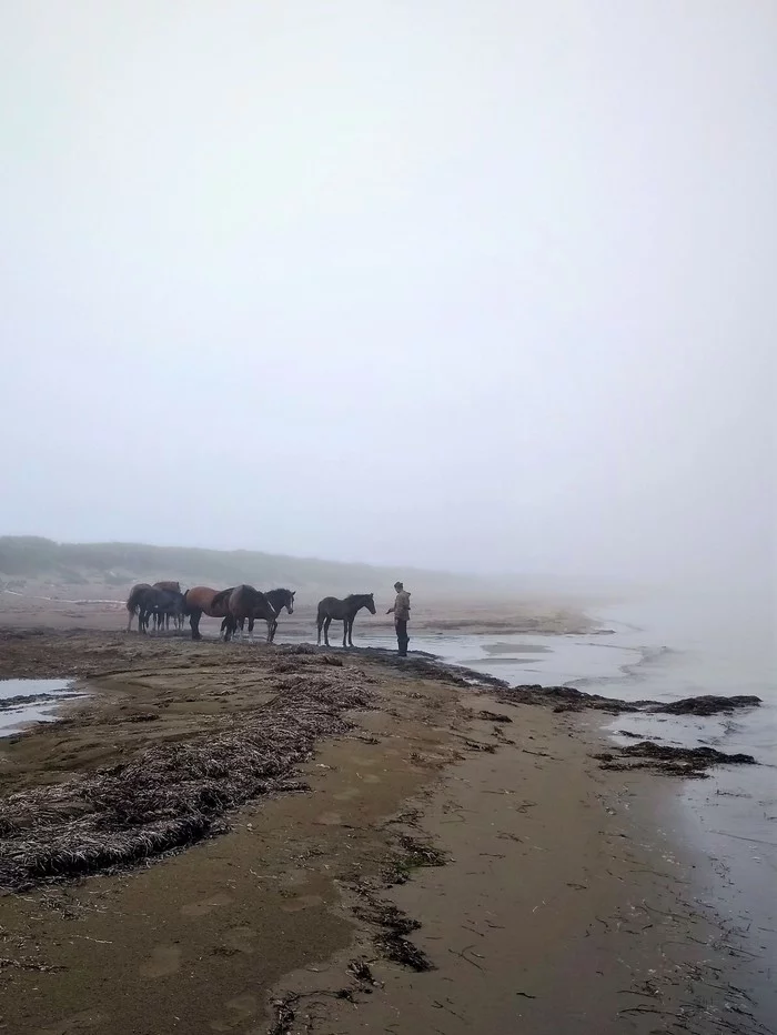 Kunashir Island, Sea of ??Okhotsk - My, Mobile photography, Horses, Fog, Kurile Islands, Shore