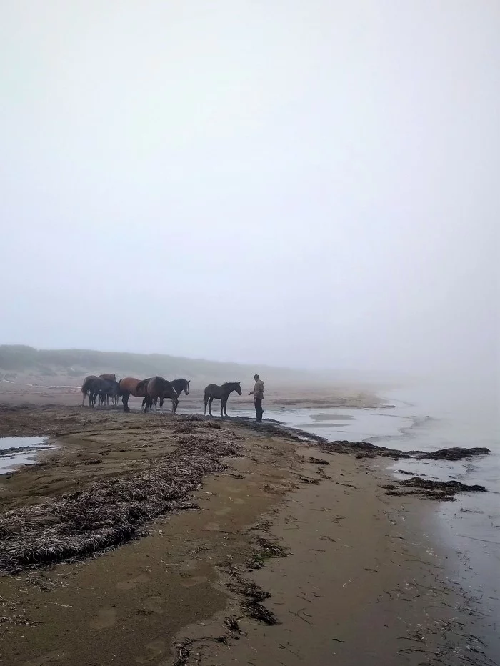 Остров Кунашир, Охотское море - Моё, Мобильная фотография, Лошади, Туман, Курильские острова, Берег