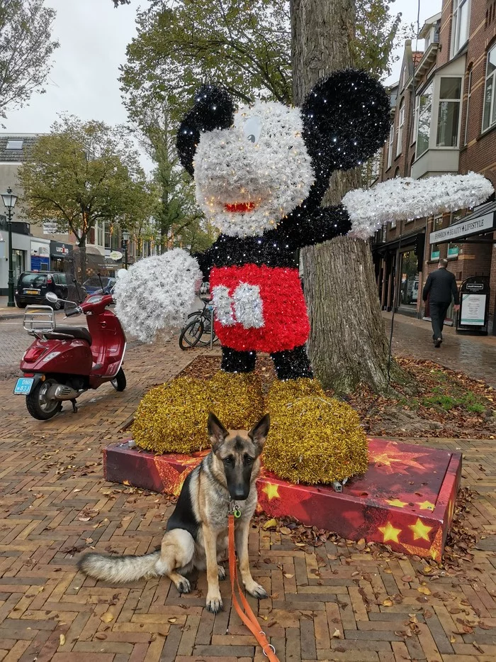 When they force you to pose with Mickey Mouse, but you wanted to take a photo with Pluto. - My, Dog, Sheepdog, Mickey Mouse