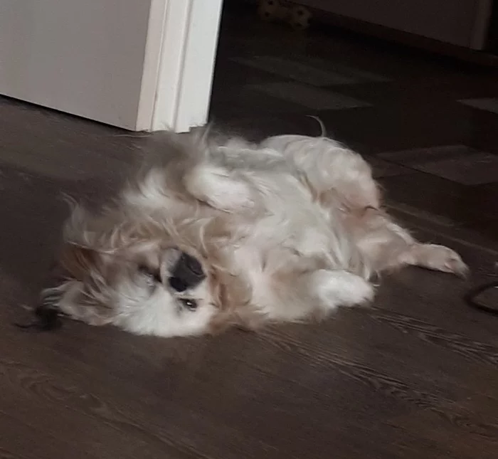 When you don't have to go to work - My, Dog, Animals, Pekingese