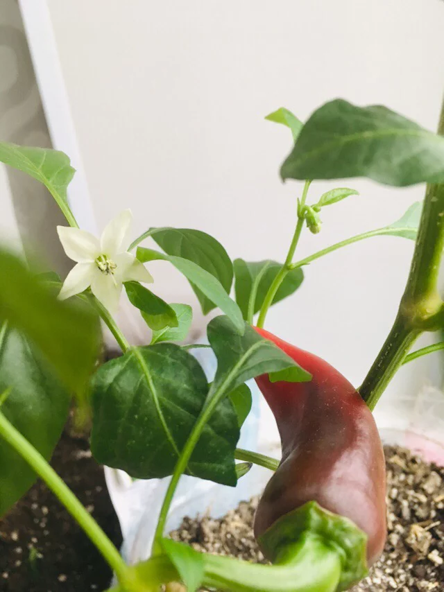 November. The little one has bloomed) - My, Pepper, Houseplants, Jalapeno