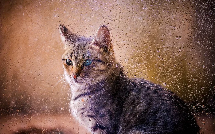 And again it rains. - cat, Catomafia, Rain