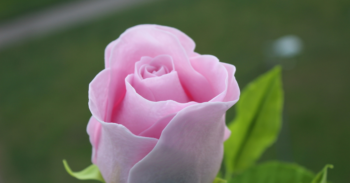 Роза пикабо фото и описание