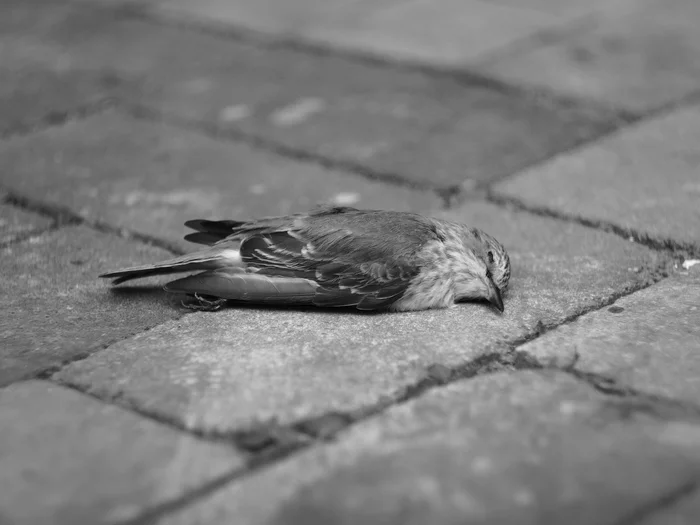 The bird sleeps forever - My, Birds, Sadness, Olympus, Negative