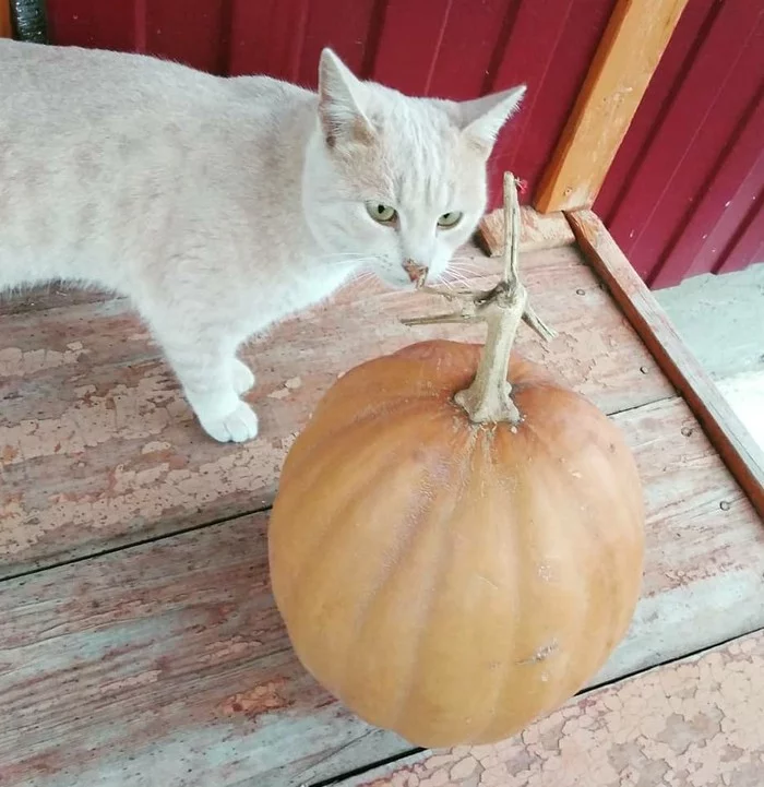 Cats and pumpkin - My, Mobile photography, cat, Cat family, Longpost