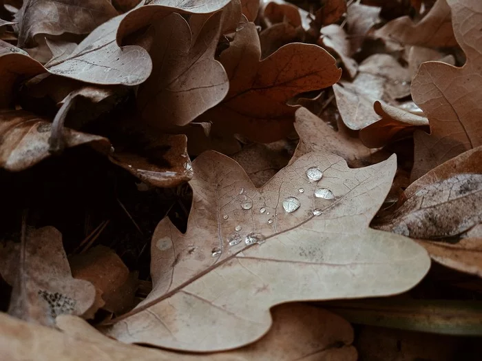 Autumn - My, Beginning photographer, The photo, Autumn, Drops, Leaves, Xiaomi