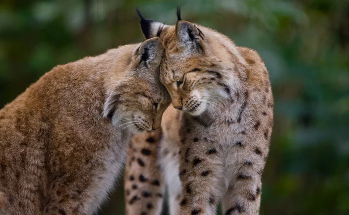 Tenderness - Lynx, Tenderness, Cat family, Small cats, Animals, The photo