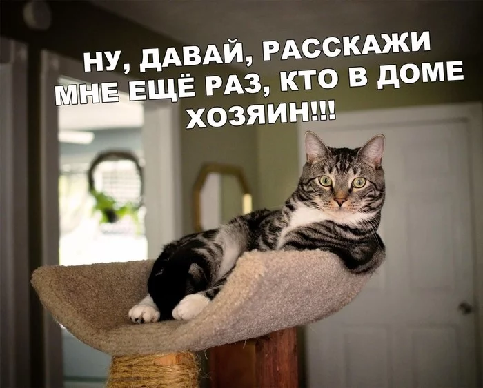 Well actually yes - From the network, cat, Catomafia, Humor, Picture with text