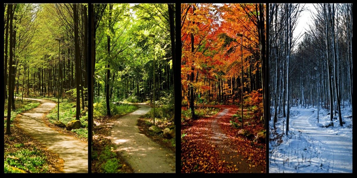 Точным сигналом приближения весны лета осени. Пейзаж. Пейзаж в Разное время года. Лес в Разное время года.