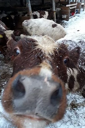 The Ministry of Agriculture of Komi assessed the conditions of keeping calves that are frozen alive on the street - Moa, Animals, news, Russia, Komi, Calf, Violation, Longpost