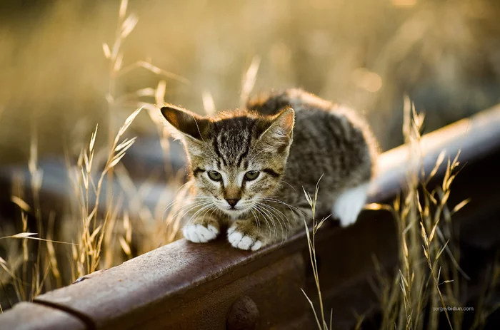 What a long rail. Tired... - cat, Catomafia