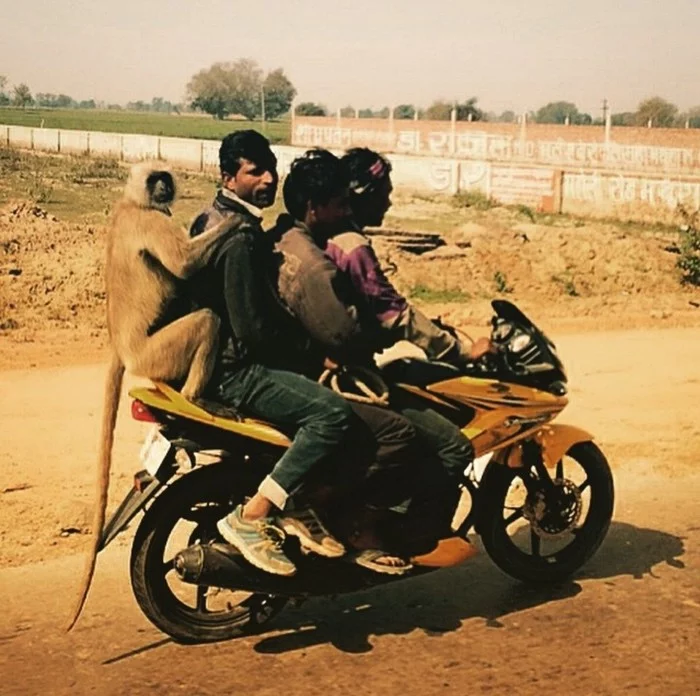 Typical day in India - India, Monkey, Traffic rules