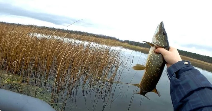 Fishing for pike and perch in November with mugs - Longpost, Video, Fishing, Karelian Isthmus, Pike, Asp, My