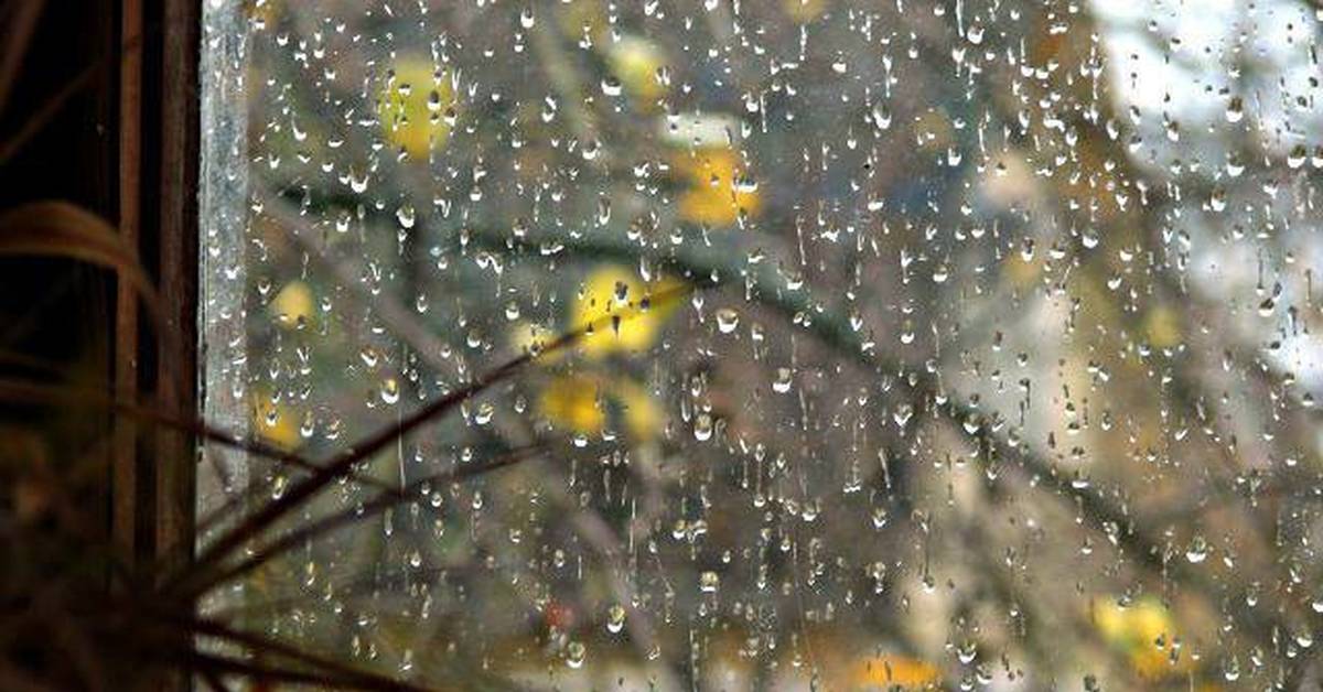 Ветка стучит в окно. Желтый дождь. Легкий дождик. За окном барабанит дождь. Дождь а может быть падает снег.