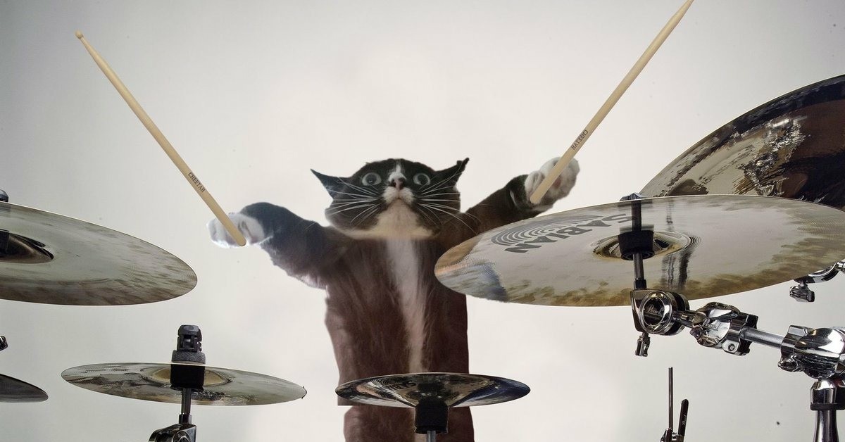 Глупый музыкальный. Кот барабанщик. Животные за барабанами. Кот с барабанами. Смешные барабаны.