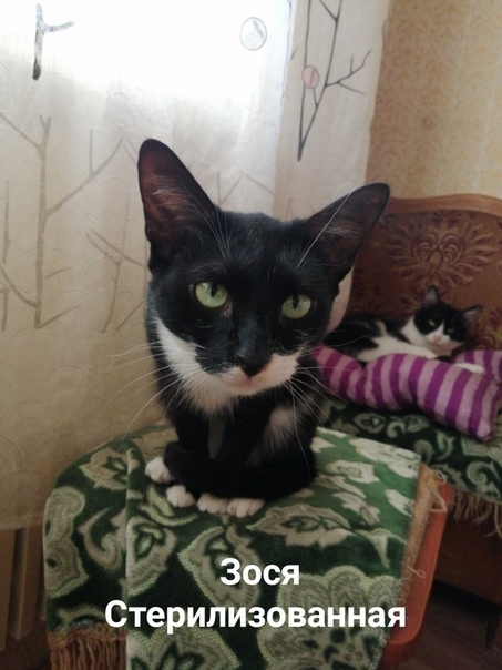 Koto orphans - In good hands, Kazan, Find a Home, No rating, Longpost, cat