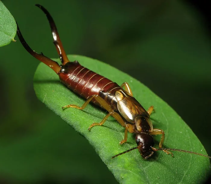 People, tell me how to painlessly remove an earwig and thousands of its friends from a room? - Earwig, Insects, How?