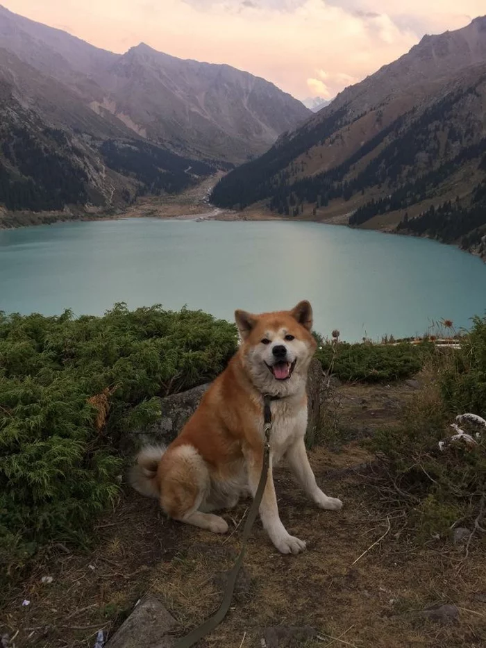 Big Almaty Lake and Akita :) - My, Dog, Lake, Almaty, Kazakhstan, Nature, Animals, Pets