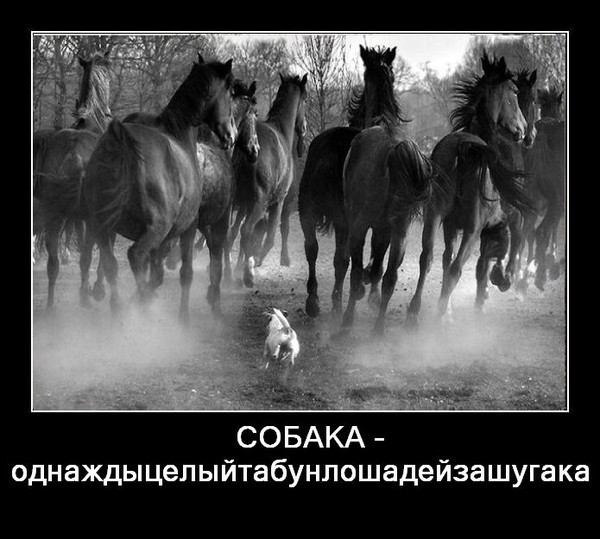 Собаки всяки! - Моё, Собака, Демотиватор, Юмор, Длиннопост