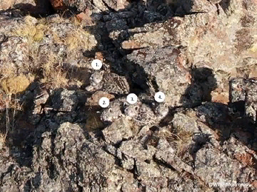 A photo of “invisible” snow leopards is being shared online. - news, Snow Leopard, Kittens, Mongolia, Shepherd