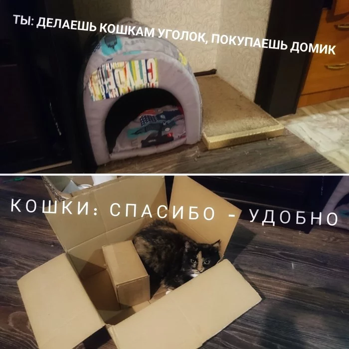 Cats and boxes - My, Tricolor cat, Box and cat, Convenience, cat house, Images, Humor, cat