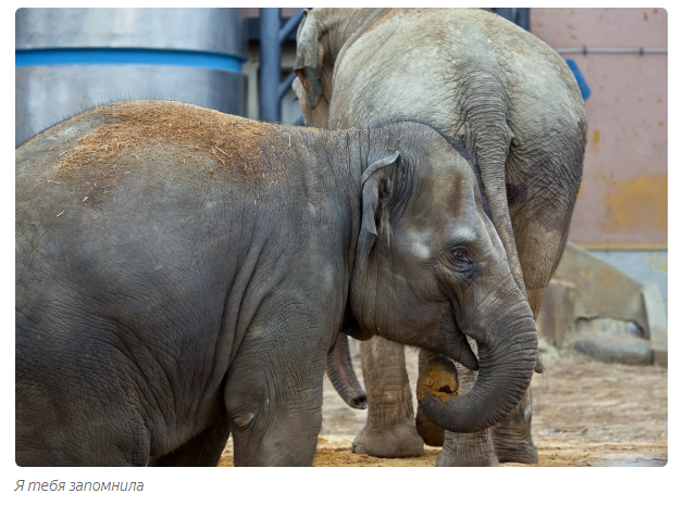 Elephant keeper: a deadly profession. - Animals, Elephants, Moscow Zoo, Informative, Yandex Zen, Video, Longpost