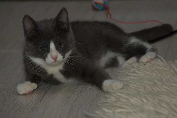 Kittens are looking for caring owners - My, Kittens, In good hands, Longpost, cat, Balashikha, Moscow, No rating