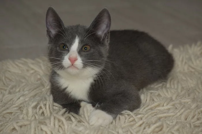 Kittens are looking for caring owners - My, Kittens, In good hands, Longpost, cat, Balashikha, Moscow, No rating