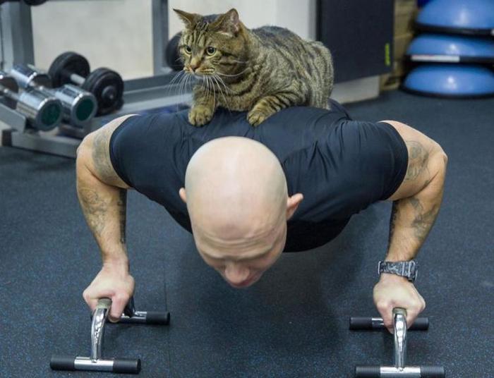 Толстый кот сбрасывает вес