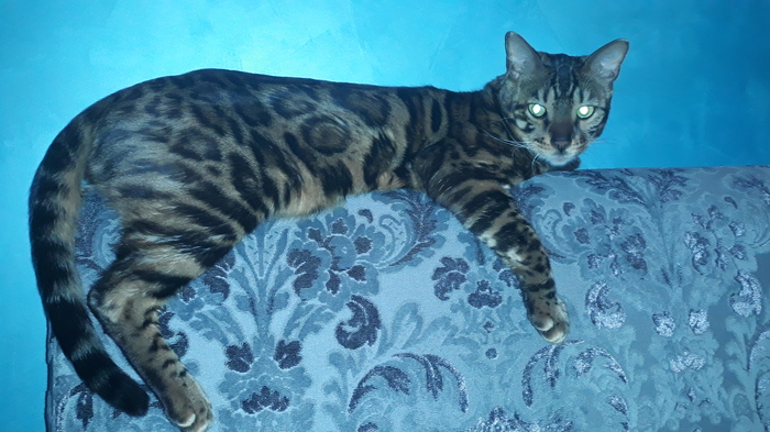 Одно из любимых мест отдыха Леона