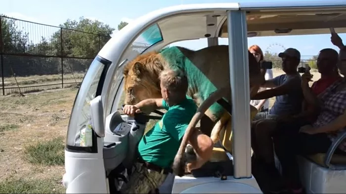 Good morning - Exotic animals, a lion, Meeting, Wild animals, Taigan Lions Park, Big cats, Oleg Zubkov