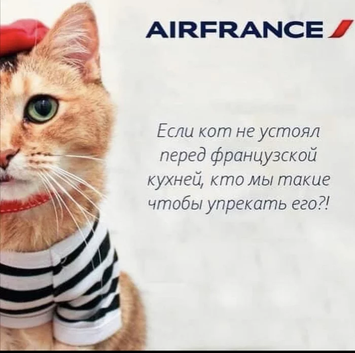 Fly with your cats without problems - cat, Fat cats, Aviation, Longpost