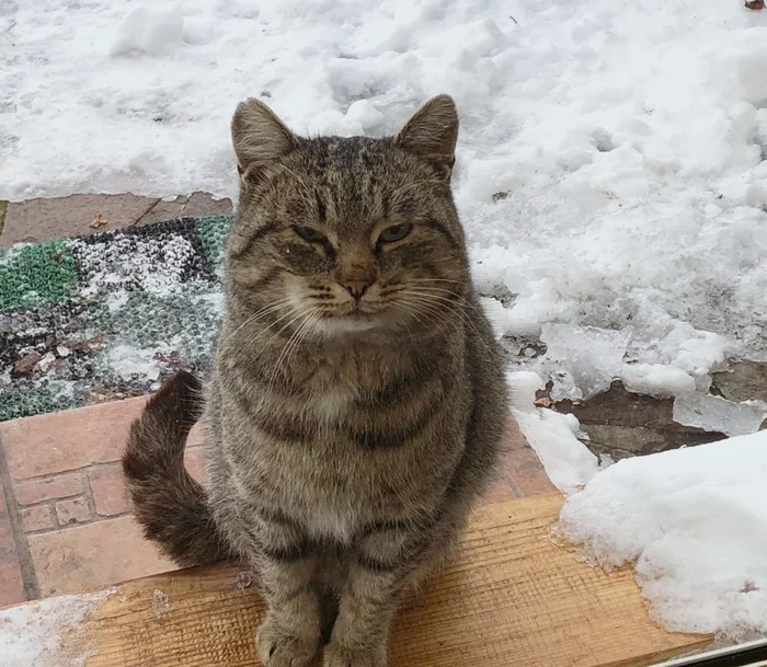 Кошка, которая гуляет сама по себе - Моё, Кот, Позитив