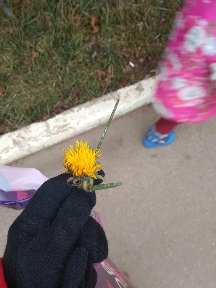 Dandelions in November - My, Flowers, Seasons, Dandelion, November