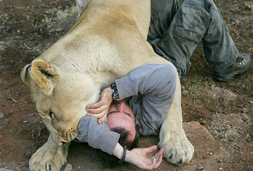 Do not be afraid ! They'll just play! :3 - a lion, Lioness, Big cats, Kevin Richardson, friendship, GIF, Longpost, Animal games, South Africa