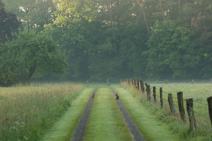 Nature of Holland. - Netherlands (Holland), The photo, Nature, Longpost