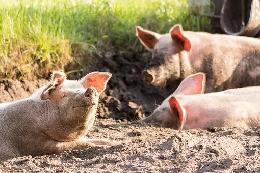 Crimson Rivers: South Korea kills tens of thousands of animals due to swine fever - news, Animals, , South Korea, Livestock breeding, African swine fever