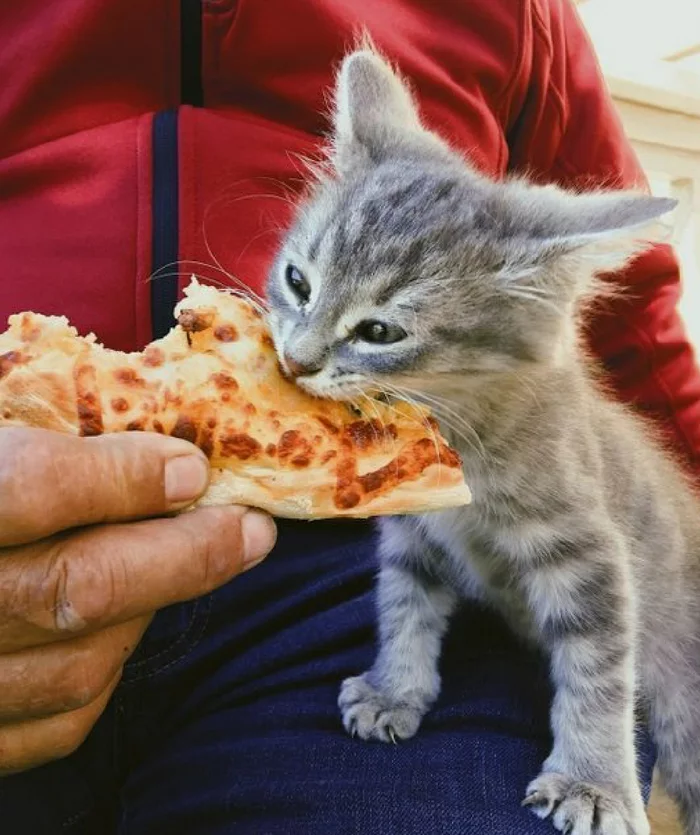 Murky pizza. - cat, Pizza, Hunger, From the network