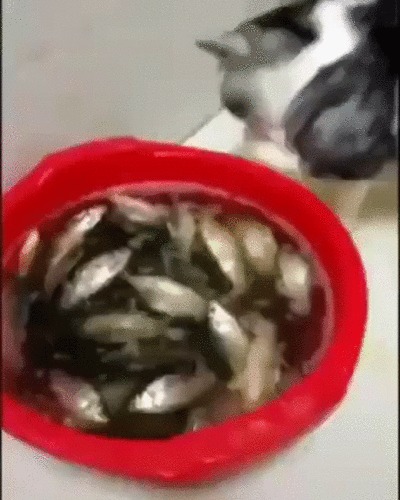 Когда твой кот - вегетарианец Кот, Котомафия, Домашние животные, Рыба, Таз, Вода, Пить, Гифка