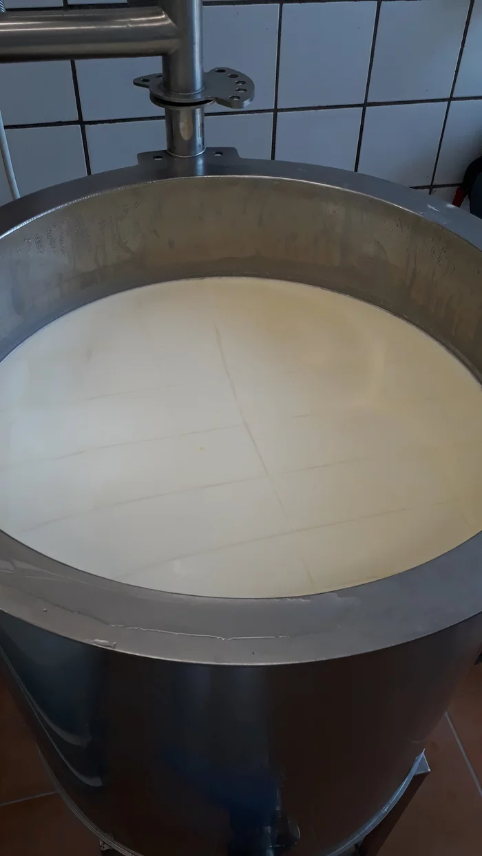 Great feta cheese recipe - My, Cheese, Cheese making, Feta cheese, Longpost